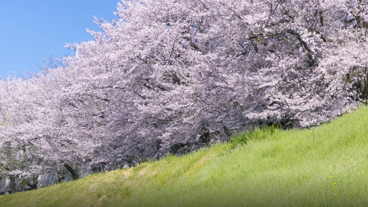 東京理科大学付近