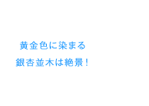 黄金色に染まる銀杏並木は絶景！