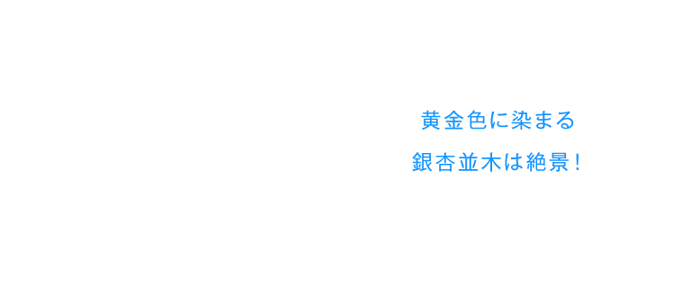 黄金色に染まる銀杏並木は絶景！